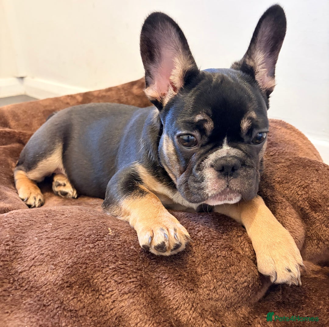 French Bulldog dogs for sale: French Bulldog KC Registered - 💕Female💕 - Advert 3