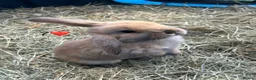 Mini Lop rabbits for sale: 6 pure mini lop baby’s  - Advert 6