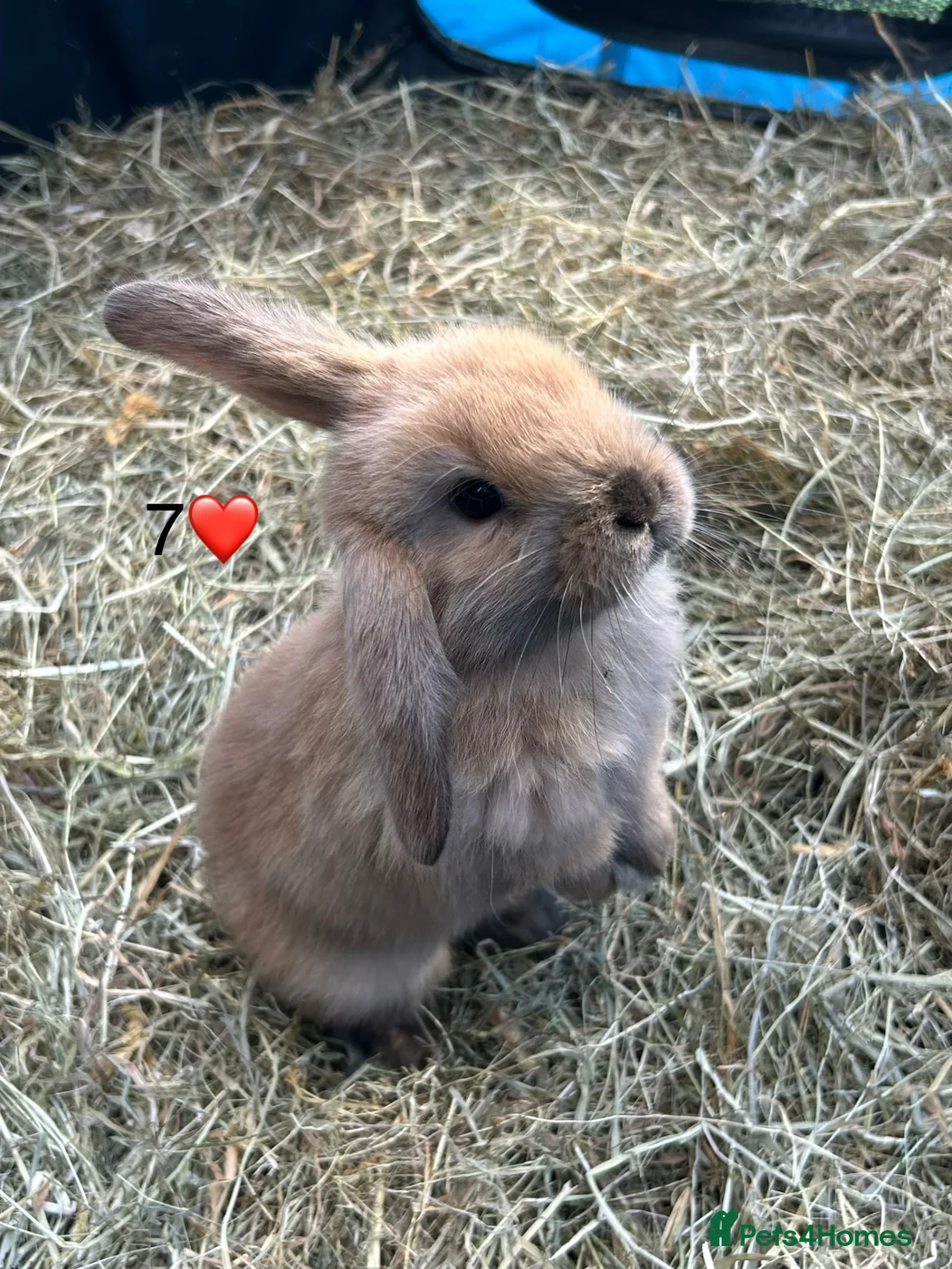 Mini Lop rabbits for sale: 6 pure mini lop baby’s  - Advert 6