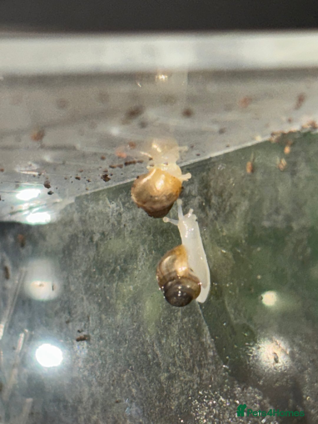 Snails invertebrates for sale: giant african land snail babies  - Advert 1