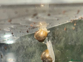 Snails invertebrates giant african land snail babies - Advert 2