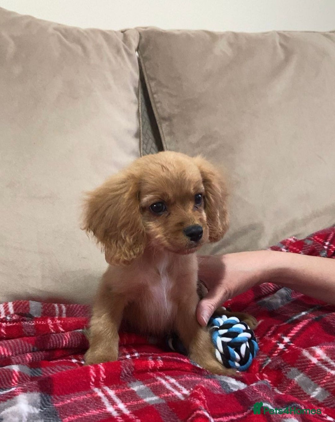 Cavachon dogs for sale: Teddy bear  male  cavachon puppy for sale - Advert 25