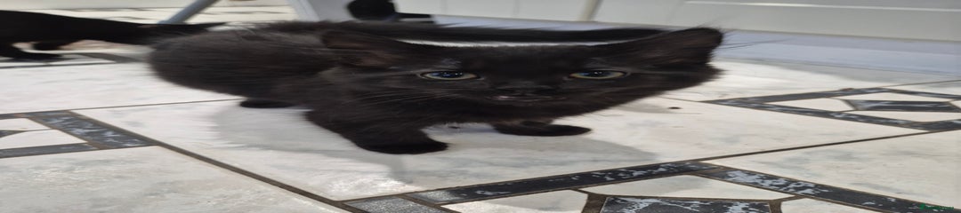 Domestic Shorthair Kitten 1