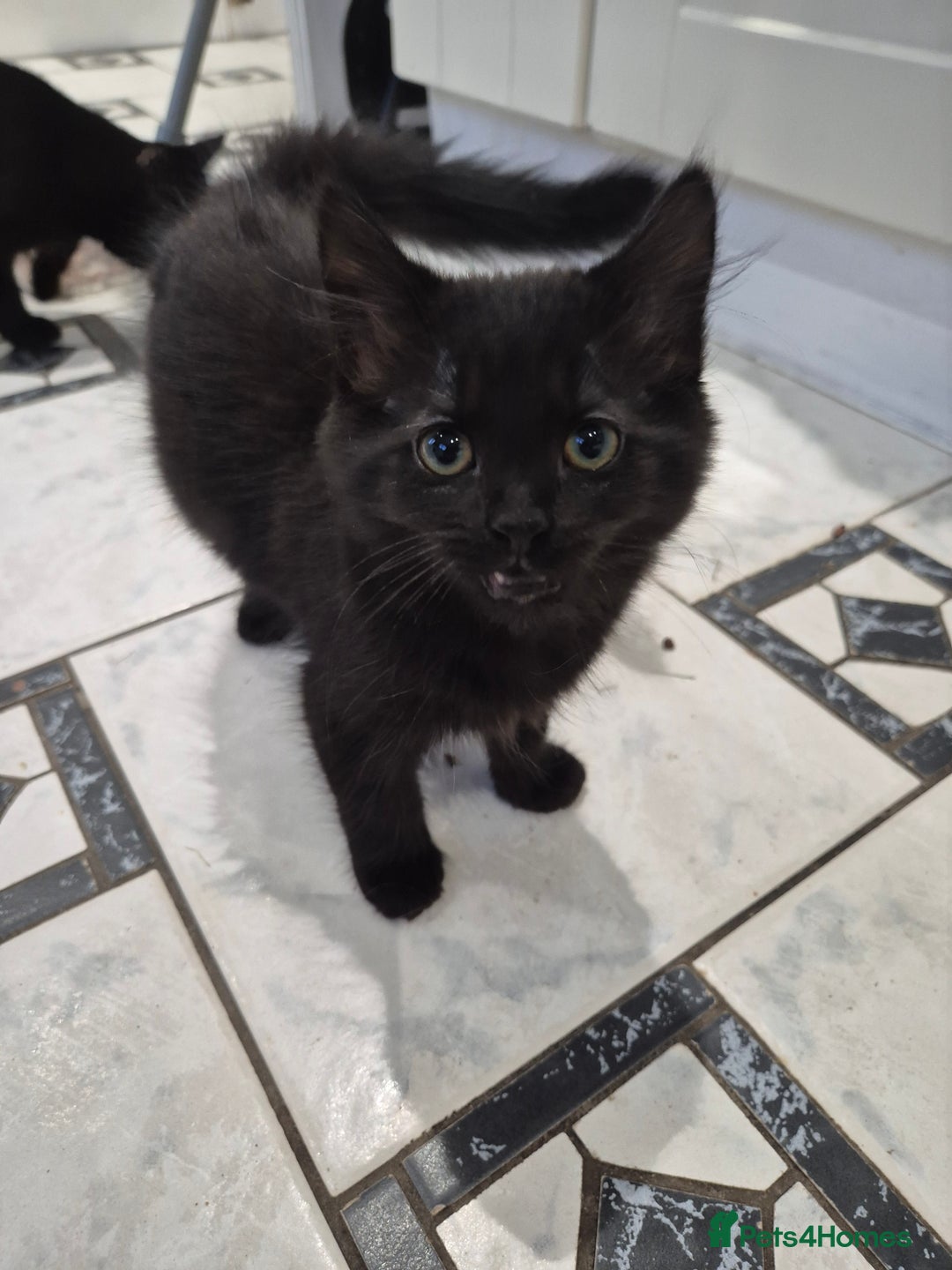 Domestic Shorthair cats for sale: Male & Female Kitten 12 WEEKS OLD - Image 5