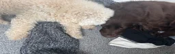 Cocker Spaniel dogs for sale: Choco & Mabelle-Bonded Pair looking for a Home - Advert 8