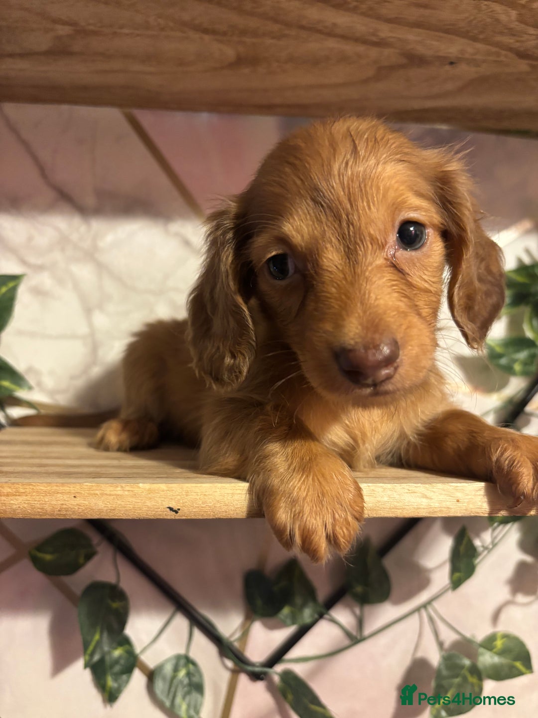 Miniature Dachshund dogs for sale: Here at Powells paws we have a beautiful litter. - Advert 9