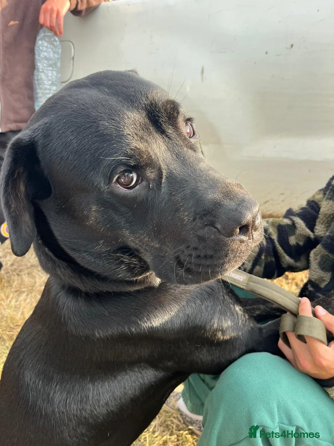 Mixed Breed dogs for sale: Nigel rotticorso.  - Advert 10