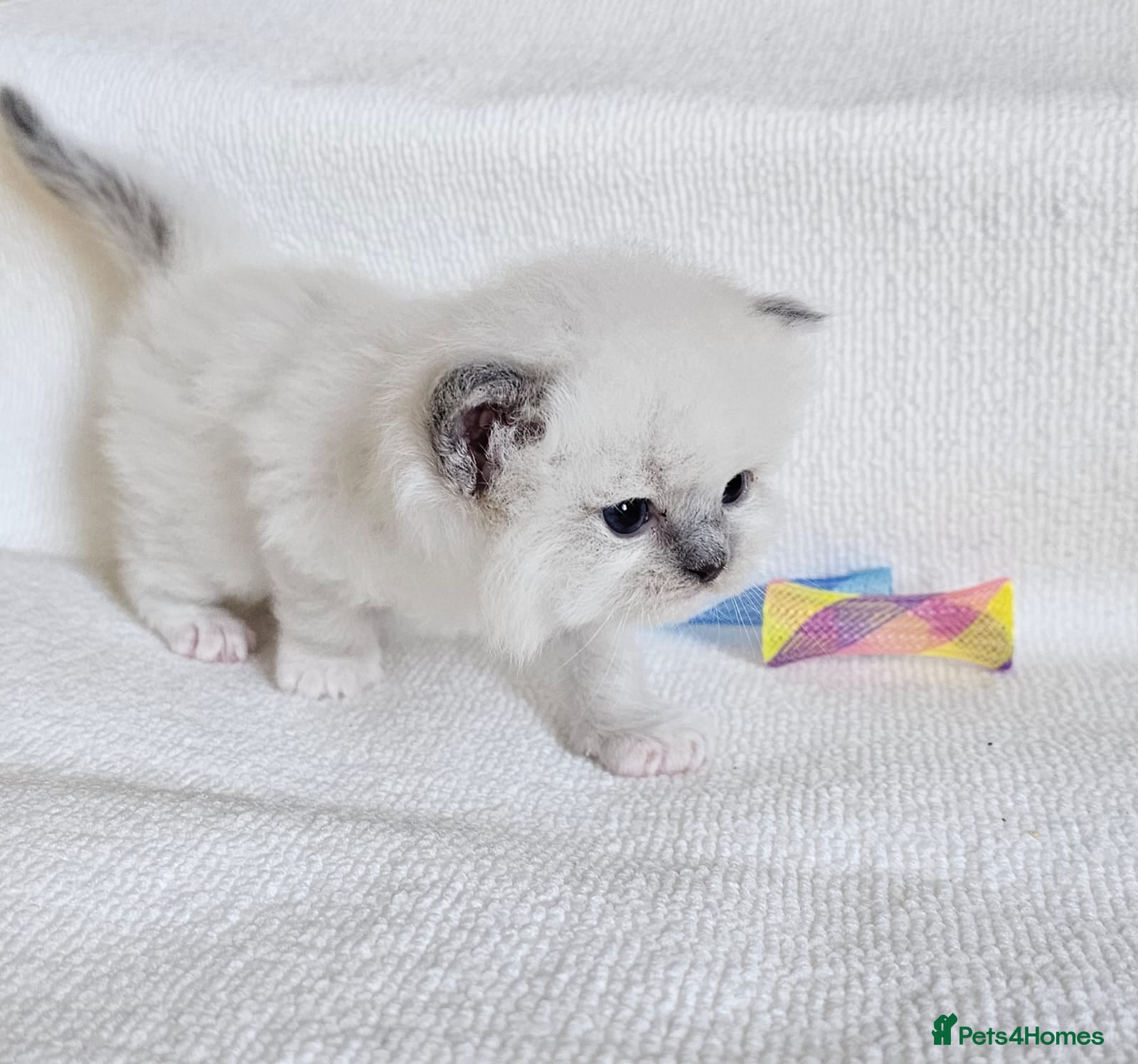 Ragdoll cats Ragdoll kittens  - Advert 6