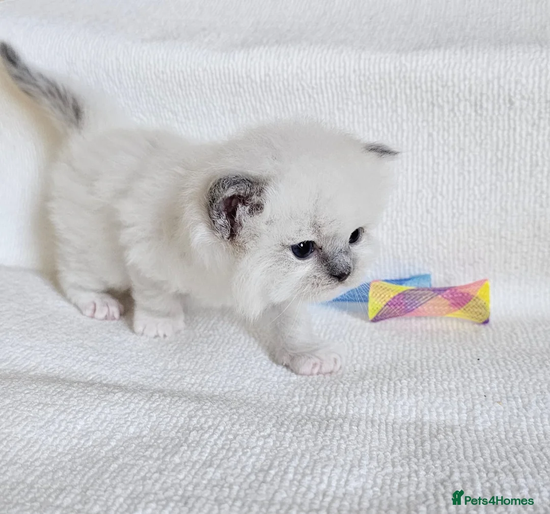 Ragdoll cats for sale: Ragdoll kittens  - Advert 2