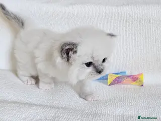 Ragdoll cats Ragdoll kittens - Advert 6