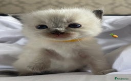 Ragdoll cats for sale: ✨Ragdoll Kittens Available – European Lines ✨ - Image 22