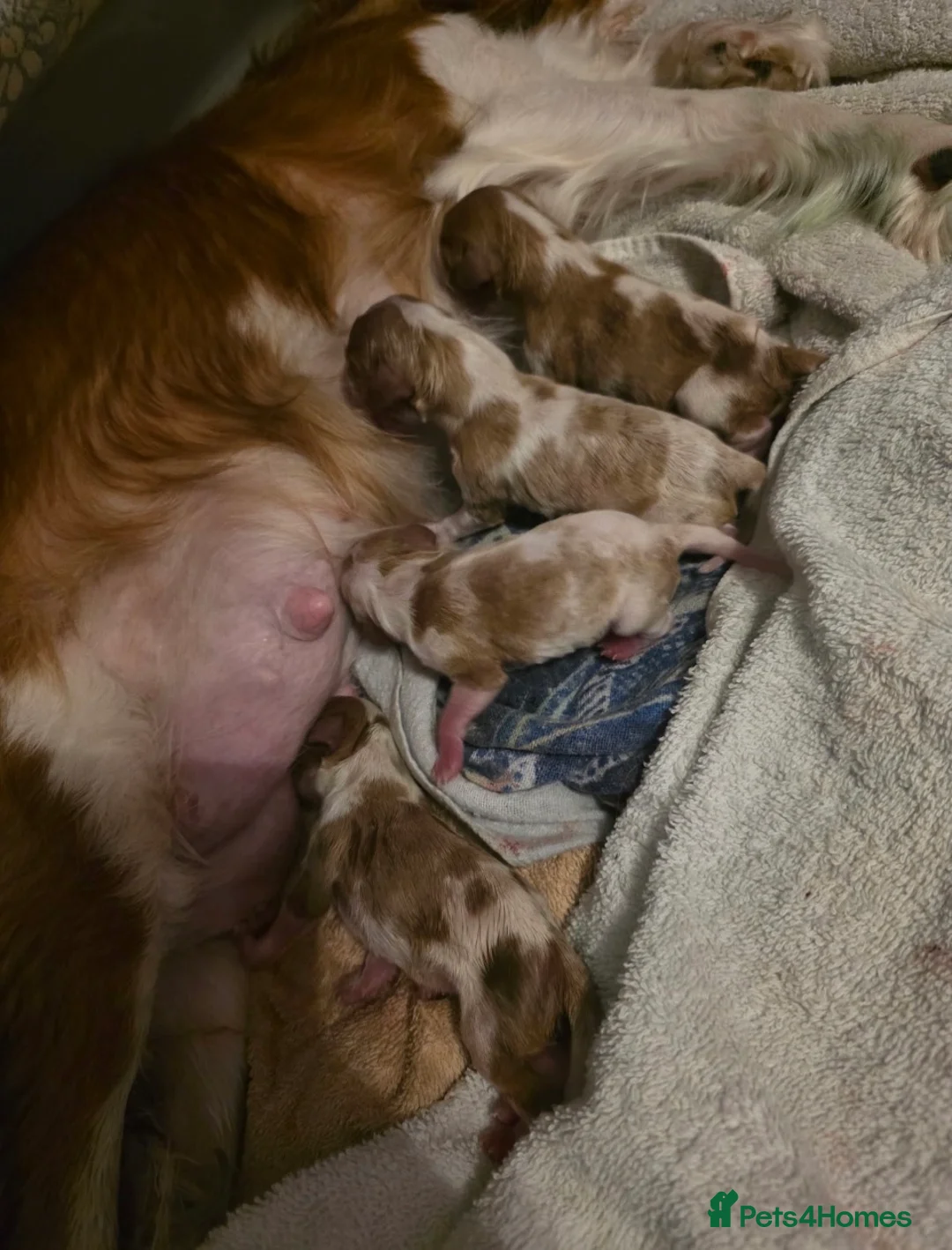 Cavalier King Charles Spaniel dogs for stud: KC, DNA, KC HEART SCHEME GREEN, BVA EYE CLEAR - Advert 8