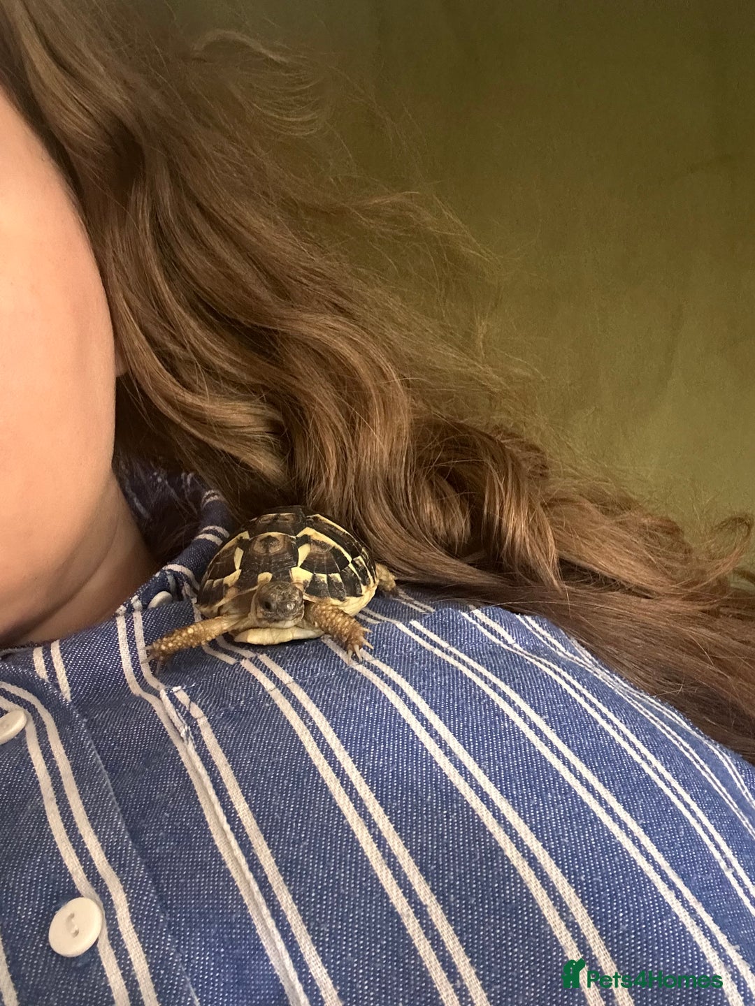 Hermann Tortoise reptiles for sale: Two Dwarf Hermann Tortoises & full set-up - Image 12