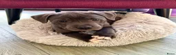 Staffordshire Bull Terrier dogs for sale: 🐾 Beautiful Staffordshire Bull Terrier Puppies  in Norwich - Advert 4