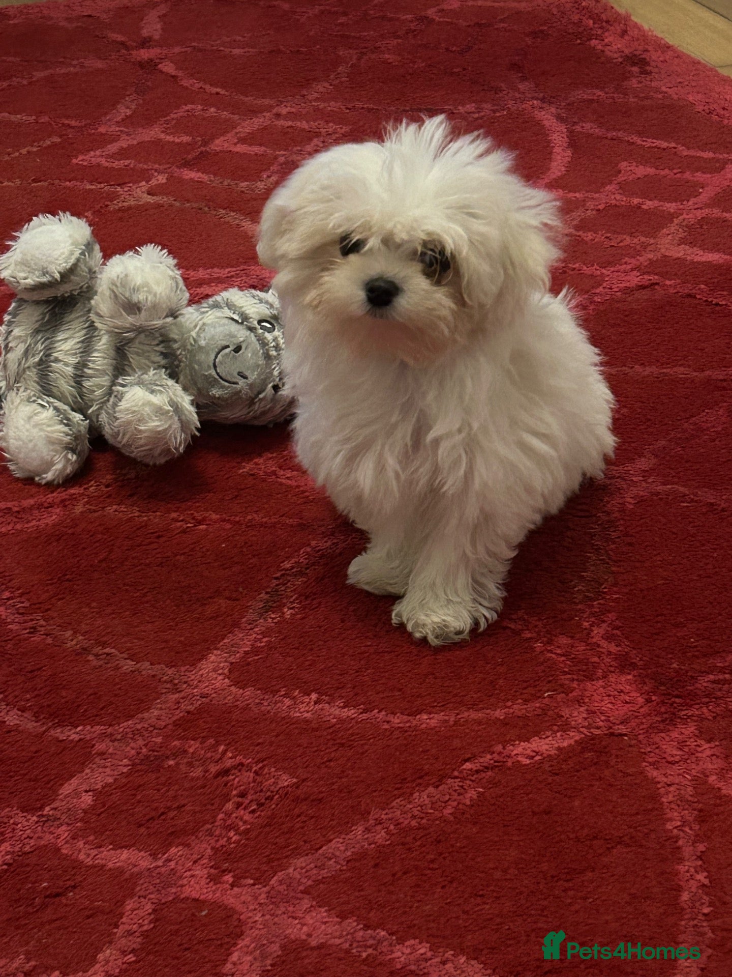 Mixed Breed dogs for sale: shihtzu / bichon x maltese  - Advert 2
