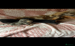 Miniature Dachshund dogs for sale: Miniature  - Image 1