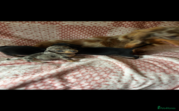 Miniature Dachshund dogs - Advert 2
