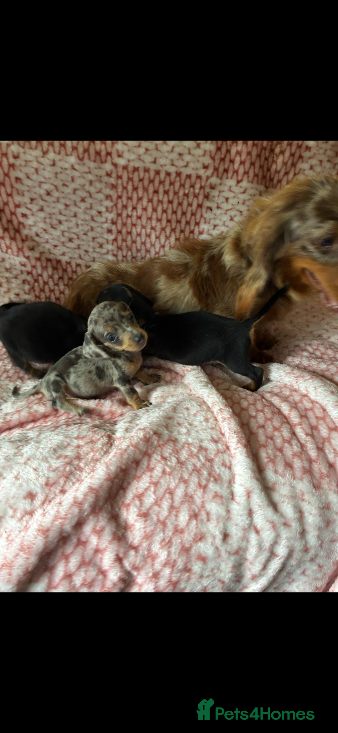Miniature Dachshund dogs for sale: Miniature  - Image 1