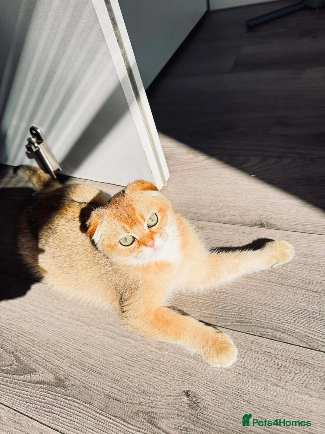 Scottish Fold cats for sale: 🐾 TICA Registered Scottish Fold Boy  🩵 - Advert 1