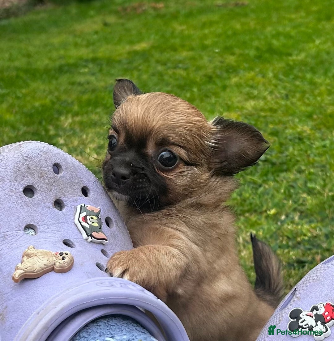 Chihuahua dogs for sale: 2 long haired male puppies 🐶  - Image 8