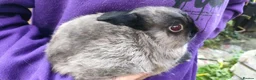 Netherland Dwarf rabbits for sale: Cute, diddy, young Netherland Dwarves 2girls 1 boy in Bury - Advert 3