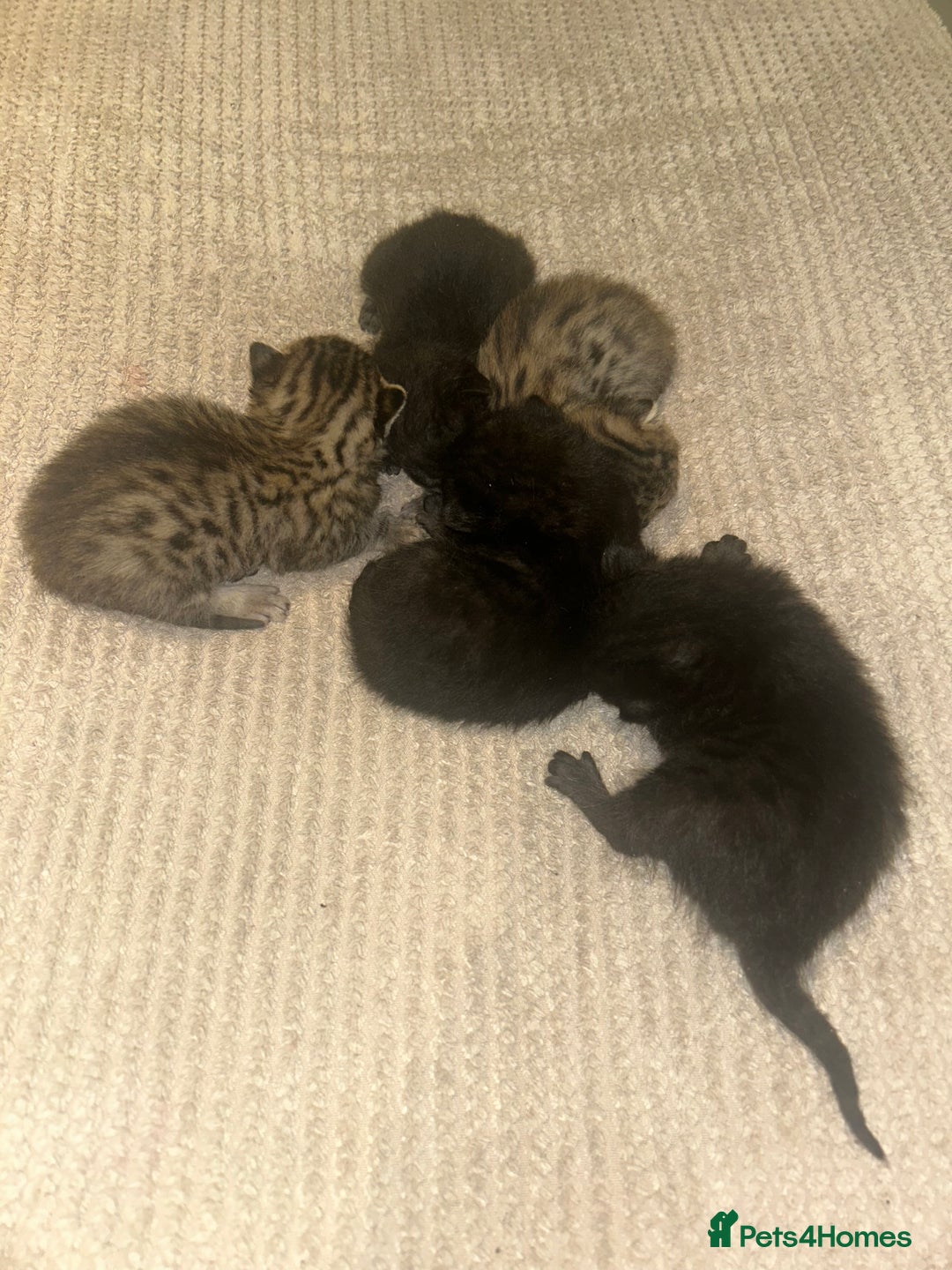 Savannah cats for sale: 5 f3 savannah  - Advert 7