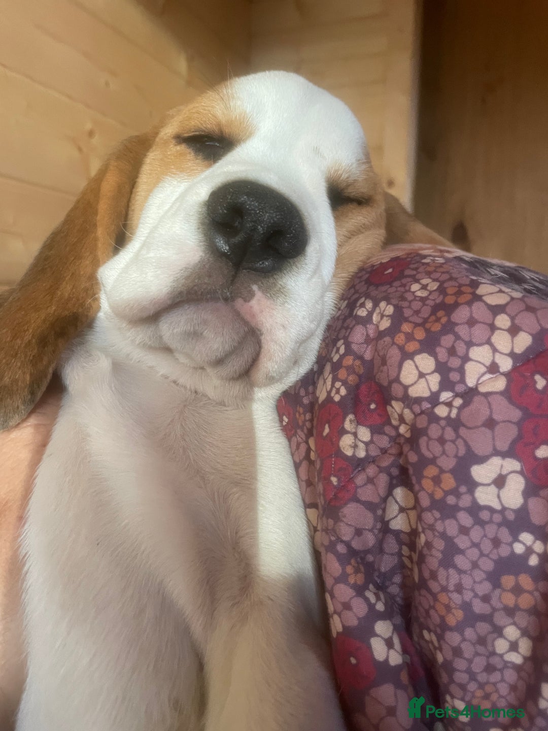 Beagle dogs for sale: Beautiful beagle boys kc reg ready 19 sept  - Image 39