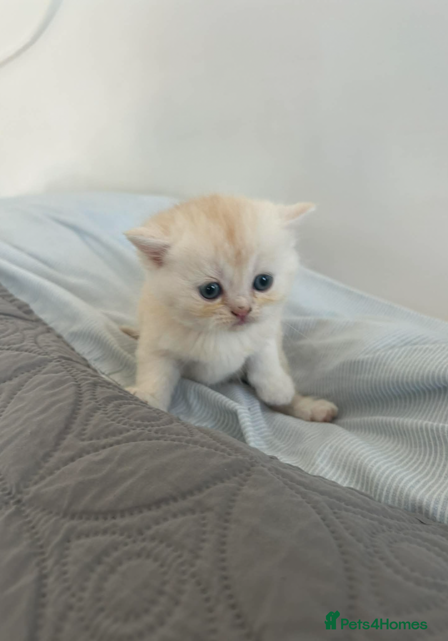 Persian cats **Last 2** Gorgeous litter of persian kittens - Advert 9