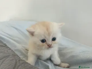 Persian cats **Last 2** Gorgeous litter of persian kittens - Advert 9