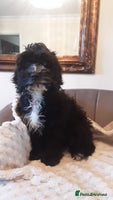 Cockapoo dogs - Advert 4