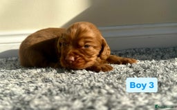Cocker Spaniel dogs for sale: KC Reg Health Tested Working Cocker Spaniels - Image 23