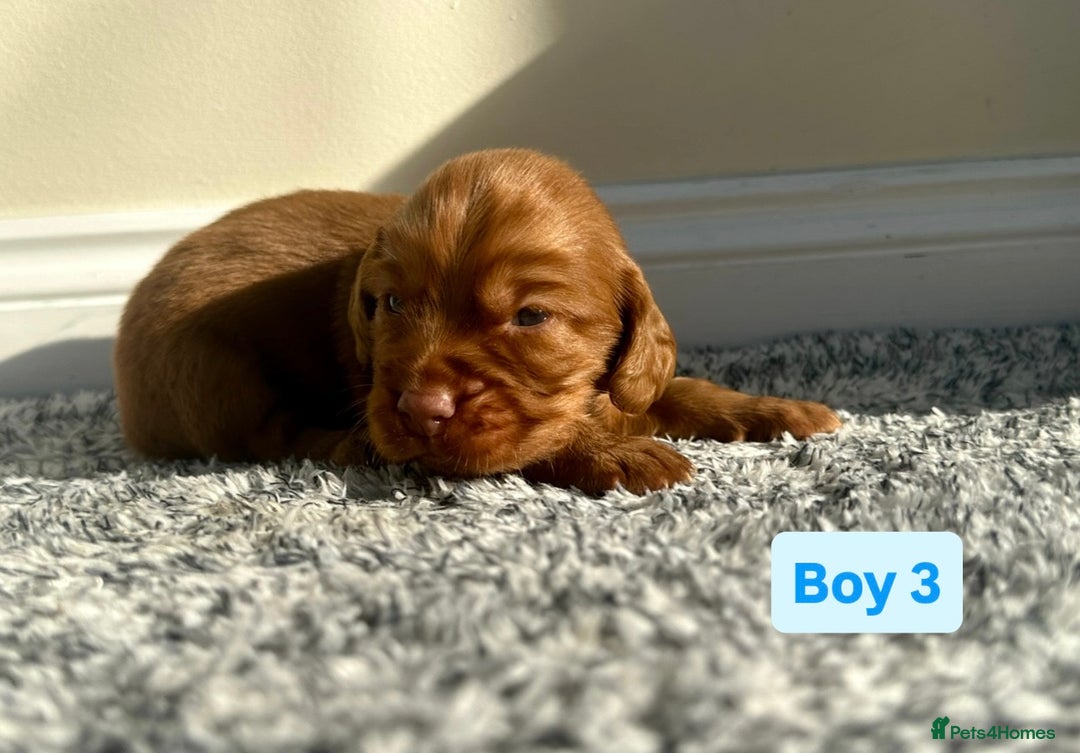 Cocker Spaniel dogs for sale: KC Reg Health Tested Working Cocker Spaniels - Image 23