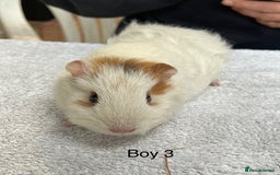 Guinea Pig rodents for sale: Various breeds of baby guinea pigs for sale - Image 3