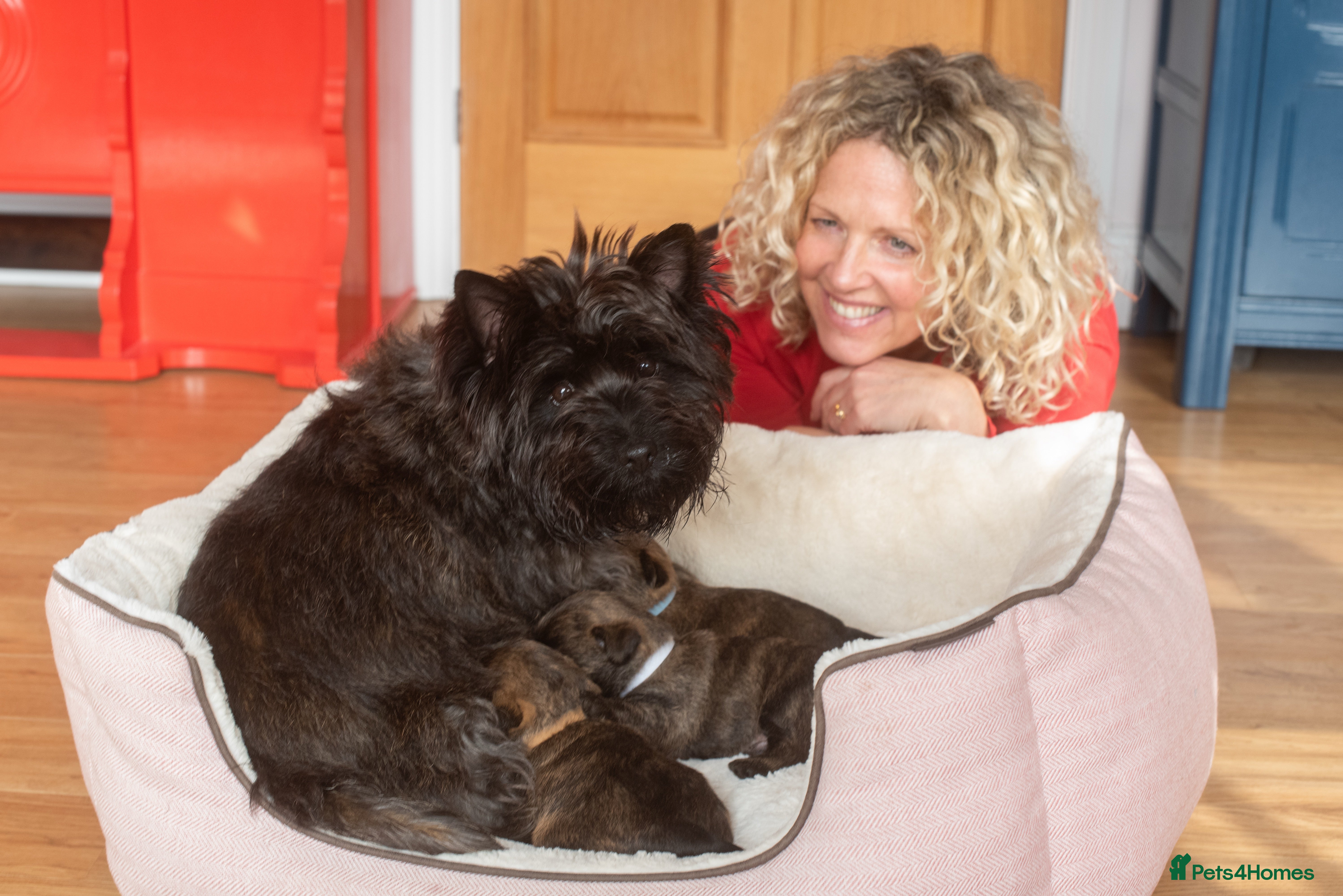 Cairn Terrier dogs Kennel Club Pedigree Cairn Terriers  - Advert 5