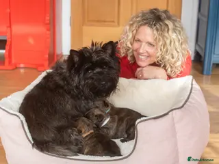 Cairn Terrier dogs Kennel Club Pedigree Cairn Terriers - Advert 5