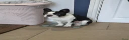 Boston Terrier dogs for stud: Boston terrier stud - Advert 7