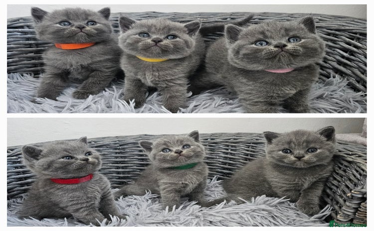 British Shorthair cats - Advert 10