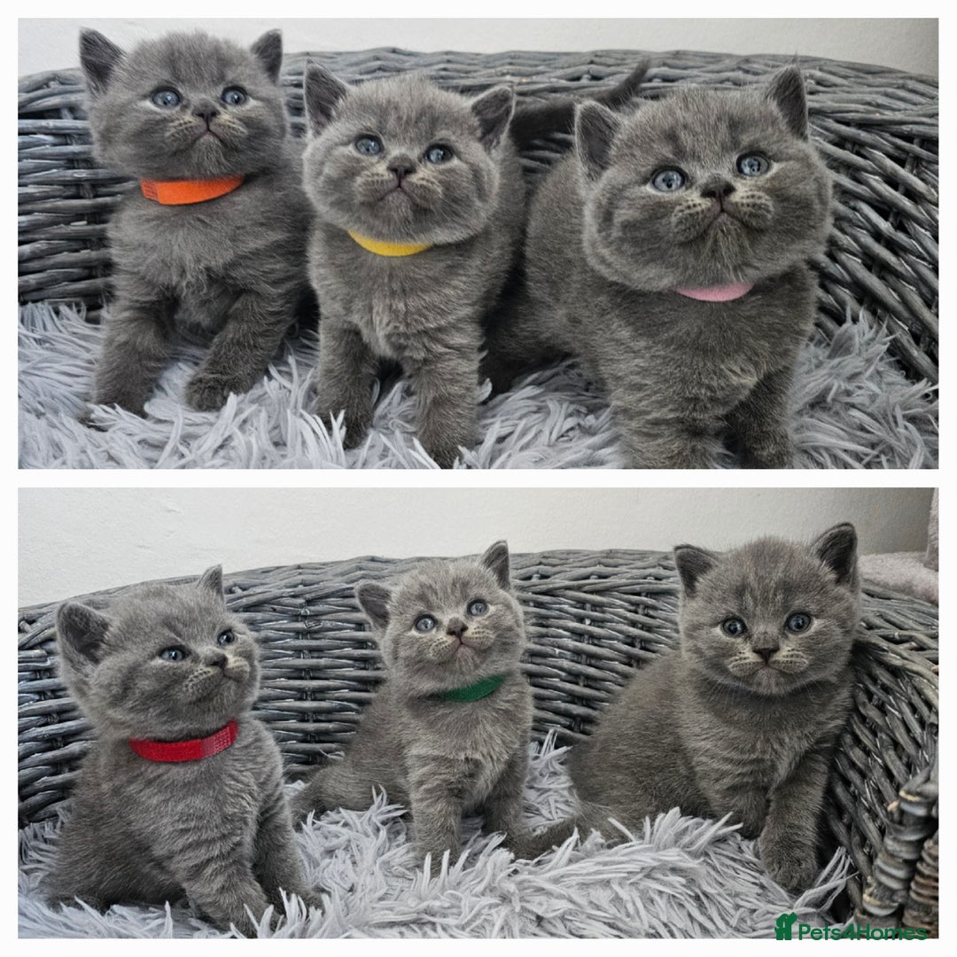 British Shorthair cats for sale: Gccf British Shorthair kittens  - Image 9