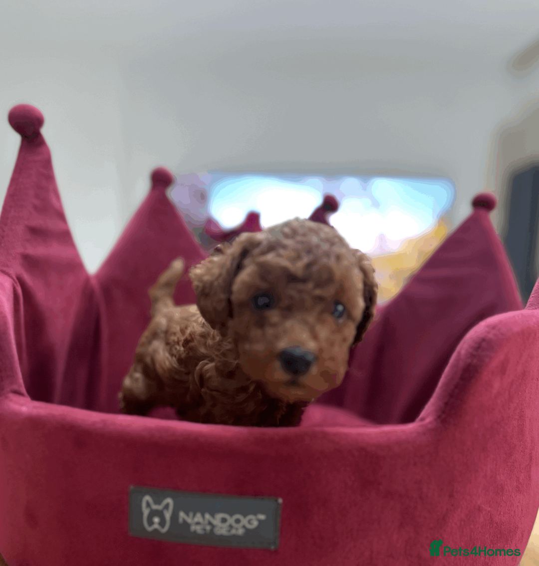 Toy Poodle dogs for sale: PURE TOY POODLES - Advert 3