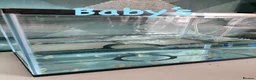 Axolotl reptiles for sale: Baby axolotls  - Advert 4