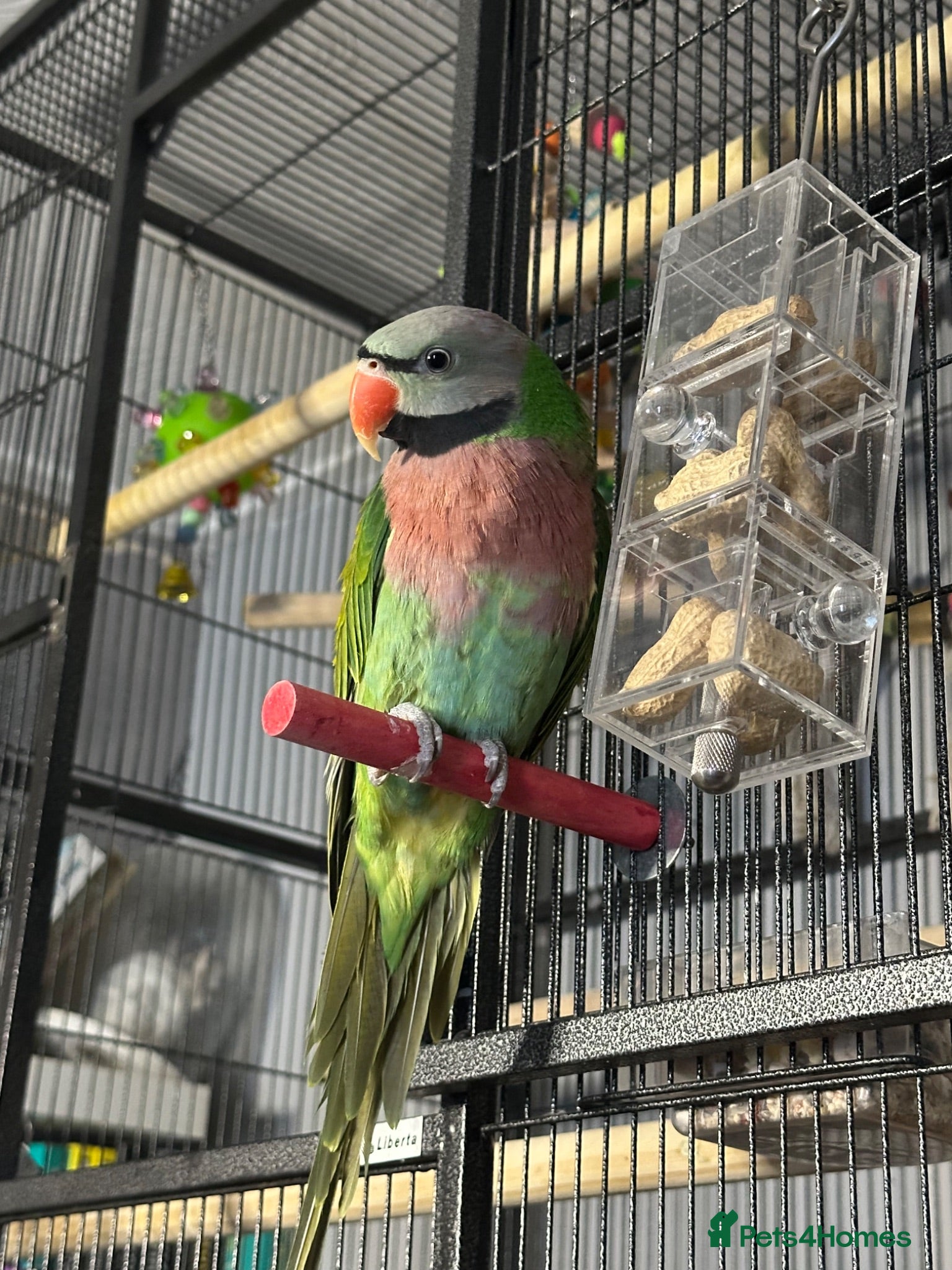 Parakeets birds Moustache Parakeet - Advert 1