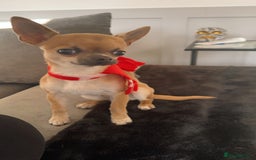 Chihuahua dogs for sale: Rocky - Image 13
