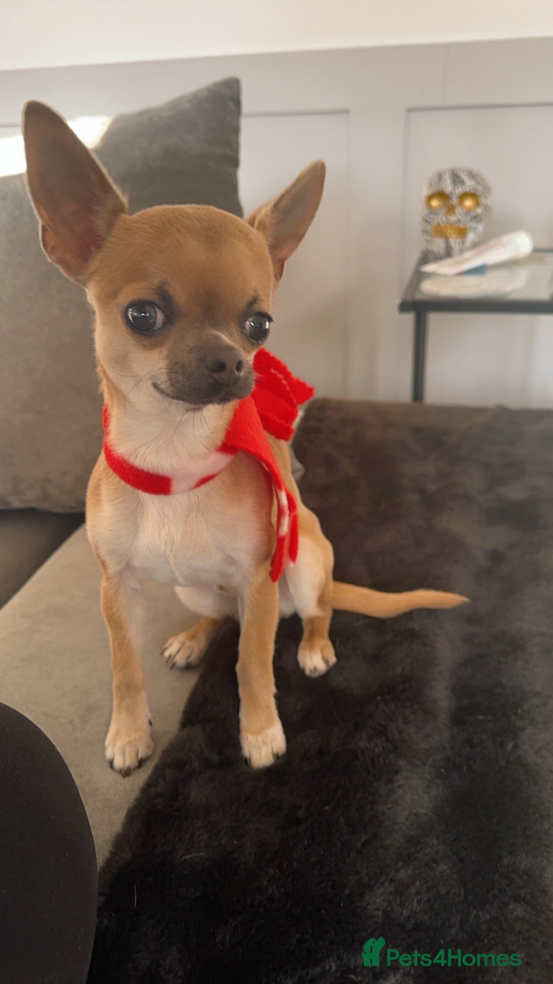 Chihuahua dogs for sale: Rocky - Image 13