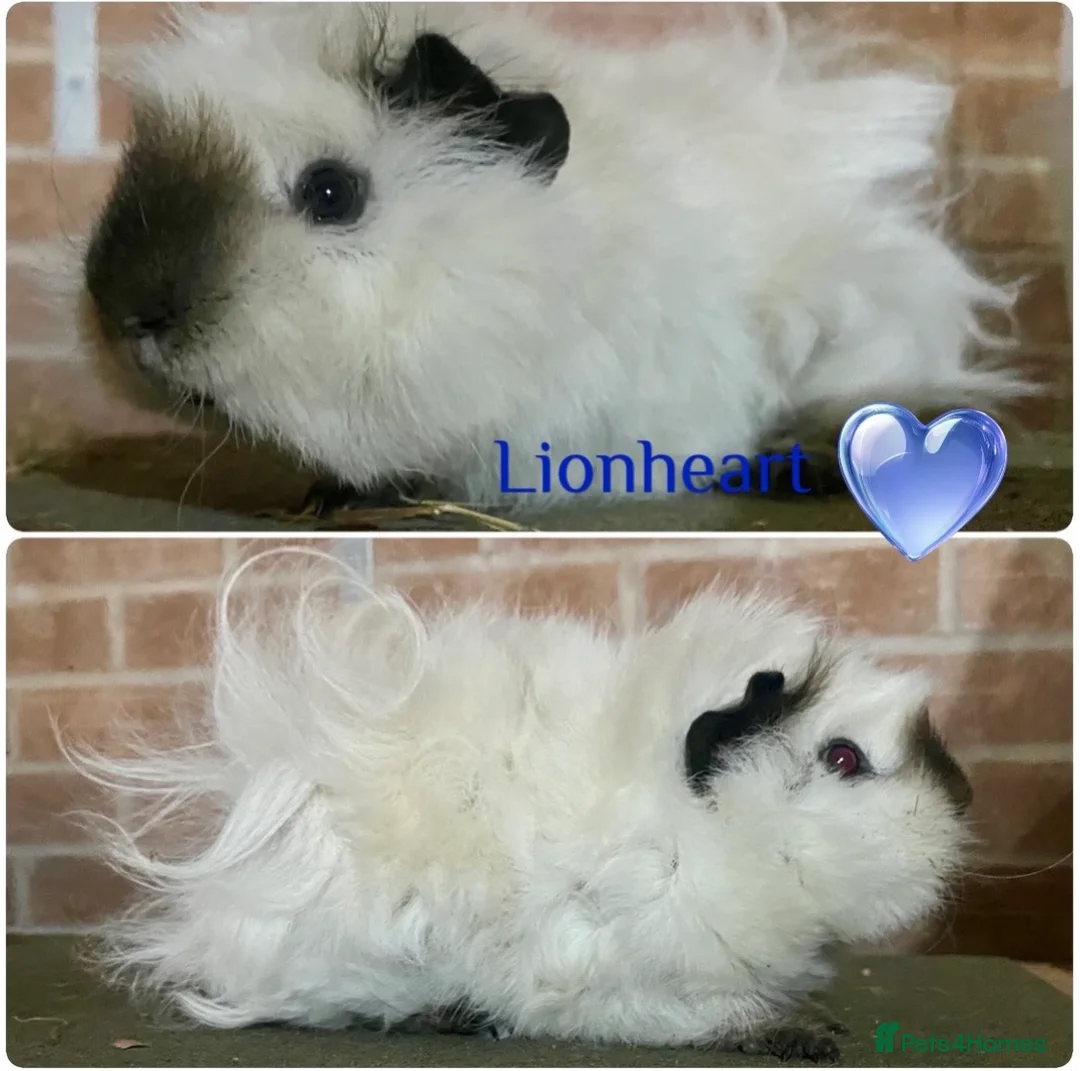 Guinea Pig rodents for sale: Pedigree Lunkarya Guinea pigs  - Advert 1
