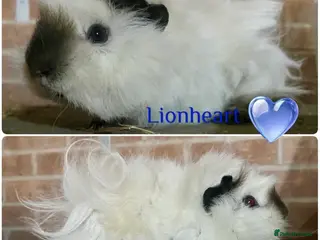 Guinea Pig rodents Pedigree Lunkarya Guinea pigs - Advert 2