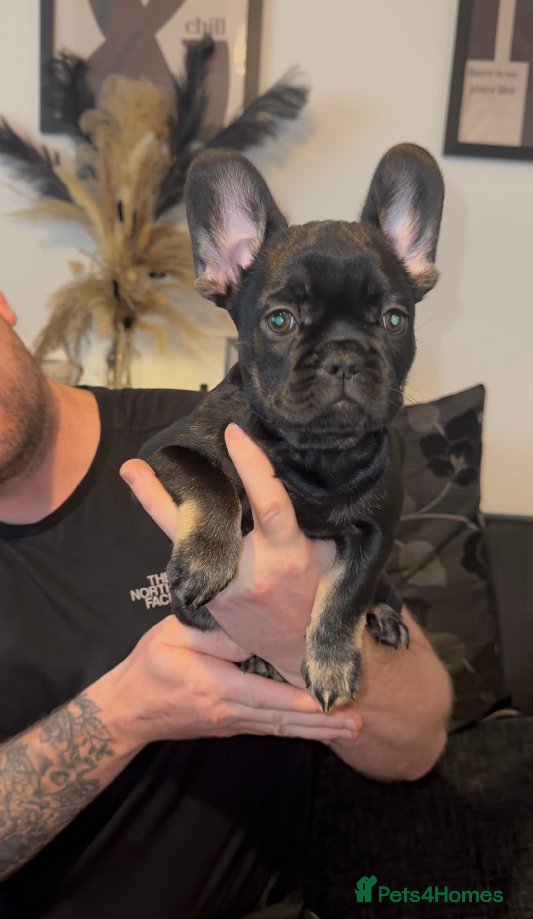 French Bulldog dogs for sale: french bulldog puppys (1 stunning boy left) - Advert 3