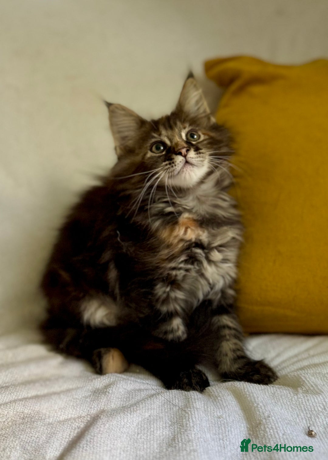 Maine Coon cats for sale: TICA Splendid Maine Coon  - Image 6