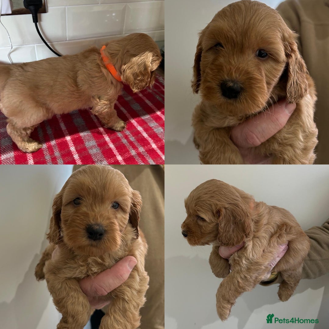 Cockapoo dogs for sale: F1 Miniature Cockapoo  - Advert 4