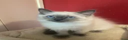 Ragdoll cats for sale: 2 Ragdoll brothers - Advert 6