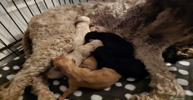 Labradoodle dogs 7 gorgeous Labradoodles - Advert 10